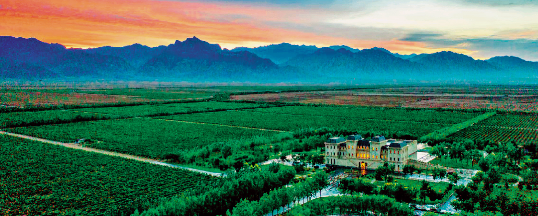 解锁葡萄酒的“碳密码”